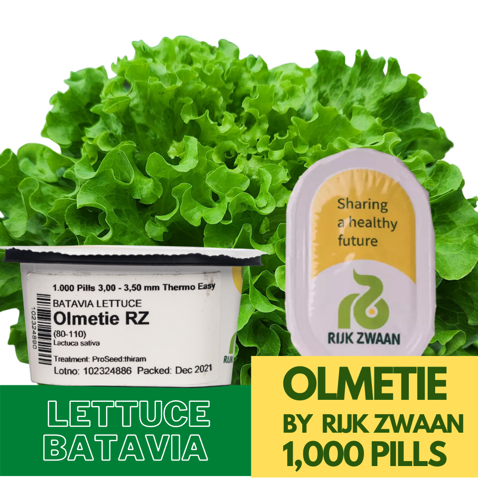 Olmetie By Rijk Zwaan Upscale Green Batavia Pelletized Lettuce Seeds 1000 Pills Lazada Ph 6014