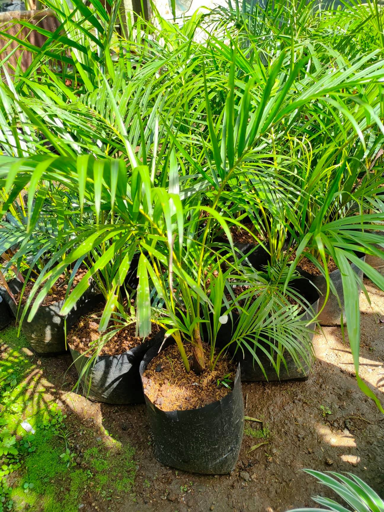 Palmera Plant with FREE plastic pot, pebbles and garden soil (Rare ...