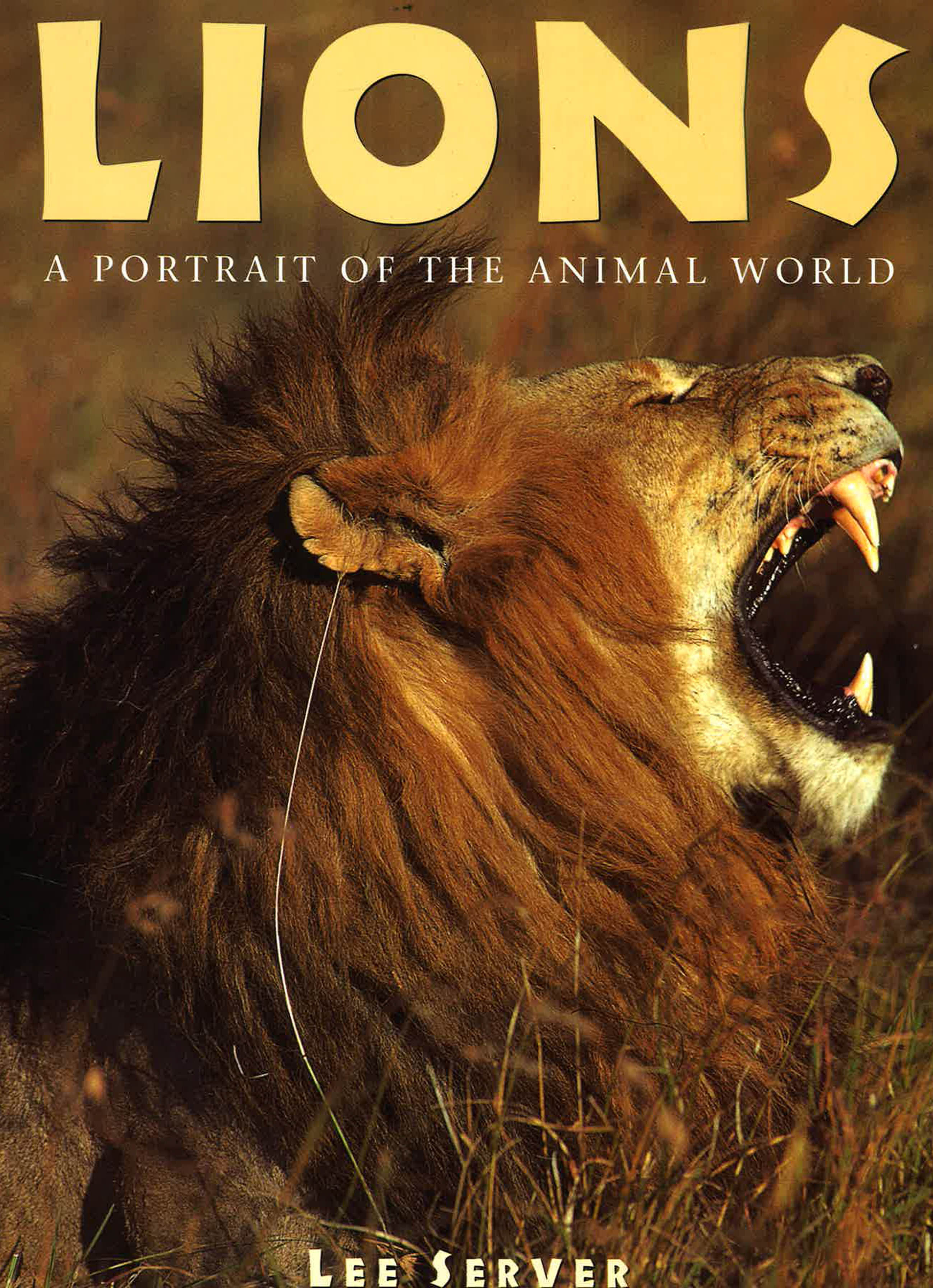 BBW) Lions: A Portrait Of The Animal World (ISBN: 9781597643313) | Lazada PH