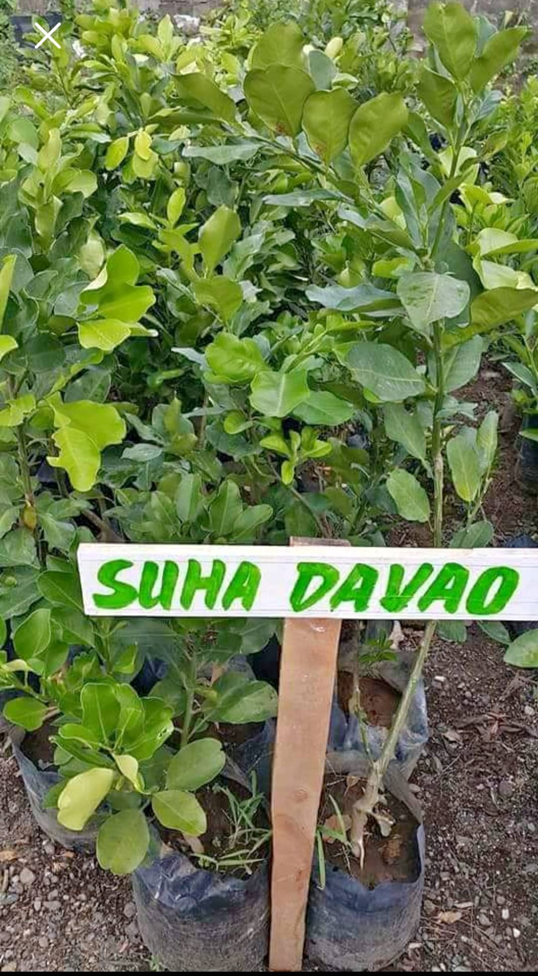 GRAFTED Dwarf Pomelo/Suha Davao(Fruitbearing TreesReal plantsReady to Plants) Lazada PH