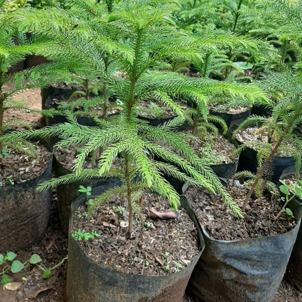 Araucaria pine tree Lazada PH