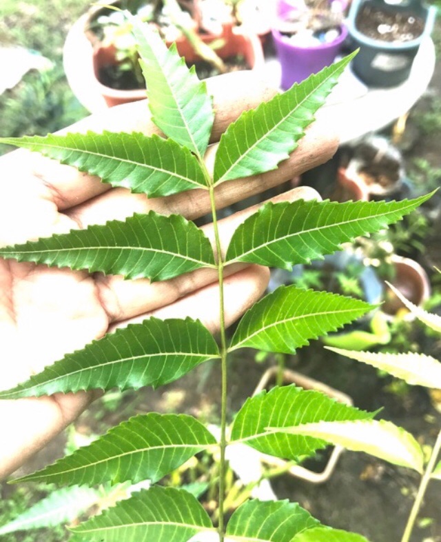 3pcs Neem Tree Seedlings, 68 inches high Lazada PH