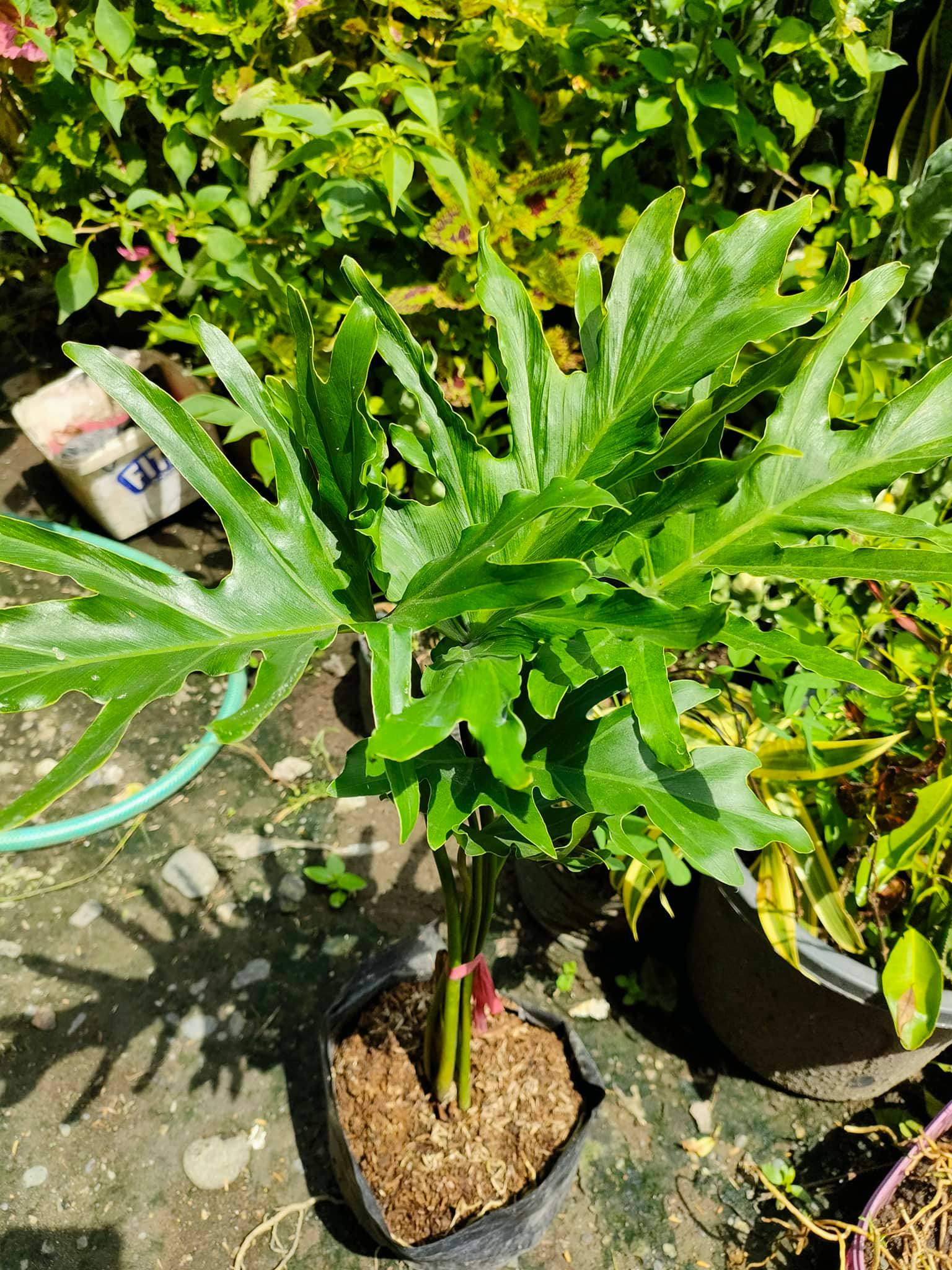 SELLOUM / SAHOD YAMAN PHILODENDRON PLANTREAL OR LIVE PLANTINDOOR OUTDOOR PLANT Lazada PH