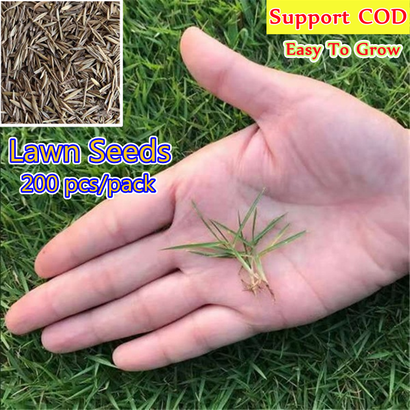 [Fast Growing] 200 Seeds Green Lawn Seeds for Sale Herbs Seeds for