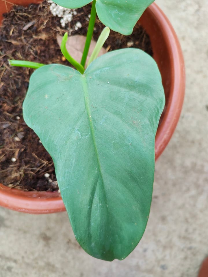Philodendron Silver Violin (Live Collectors Plant - 2 Leaves) with FREE  soil plastic pot and marble chip pebbles Indoor Collector Plant Live Plant  With Accessories Easy Indoor Plant Care - Lazada | Lazada PH