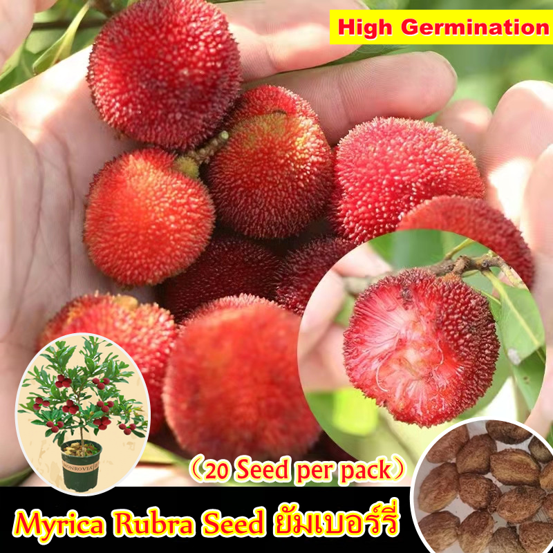 Fresh Seeds 20 Pcs/bag Myrica Rubra Seed for Sale Nutritious Delicious