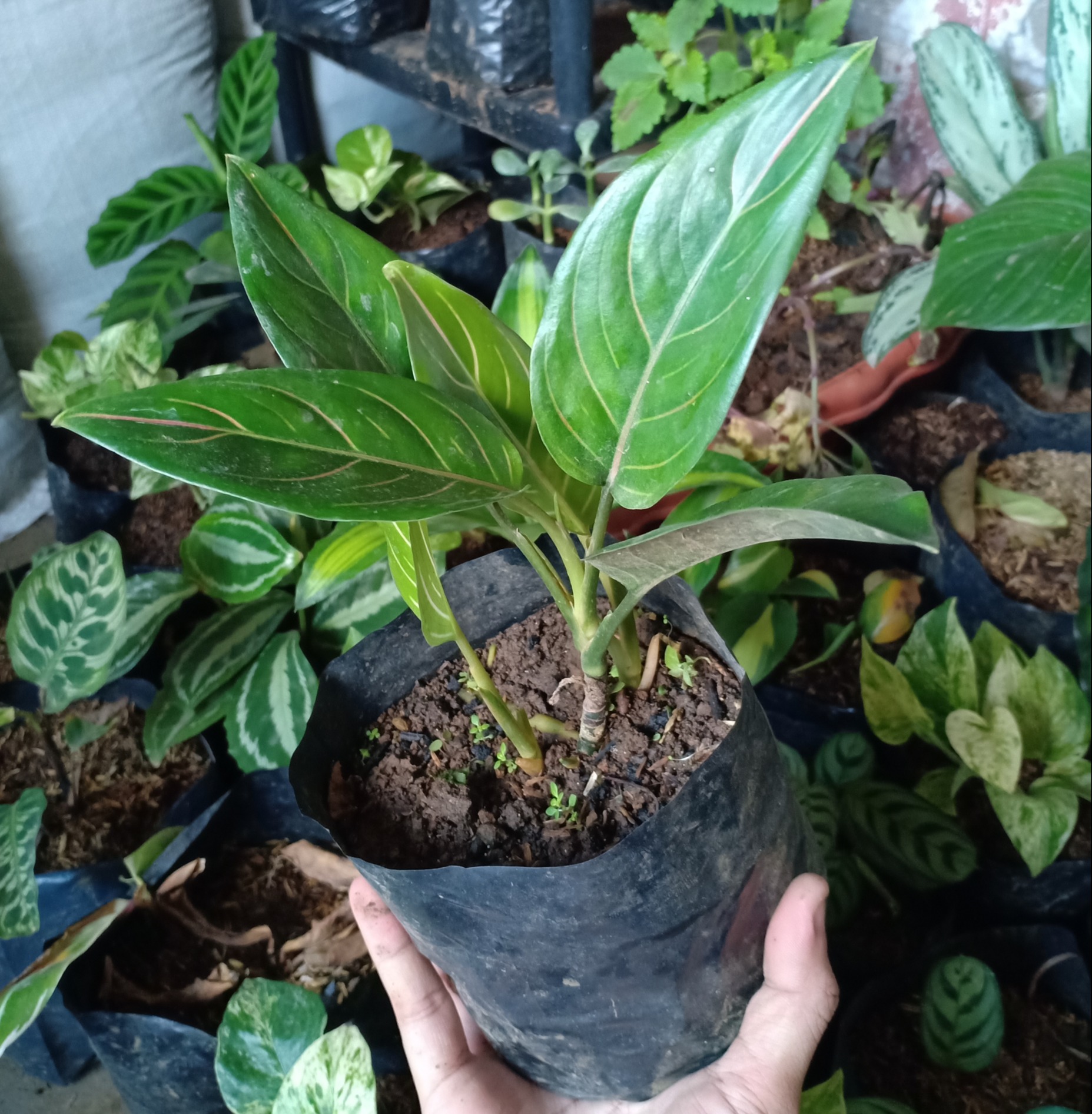 baby alocasia gagaena california elephant ear plant live tree garden California Elephant Ear