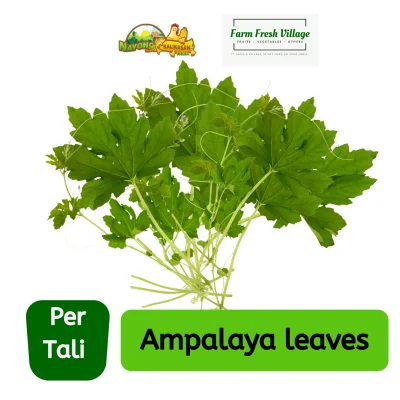 FARM FRESH VILLAGE Ampalaya leaves per tali