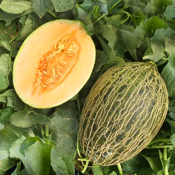 Santa Claus Melon Seeds Lazada PH