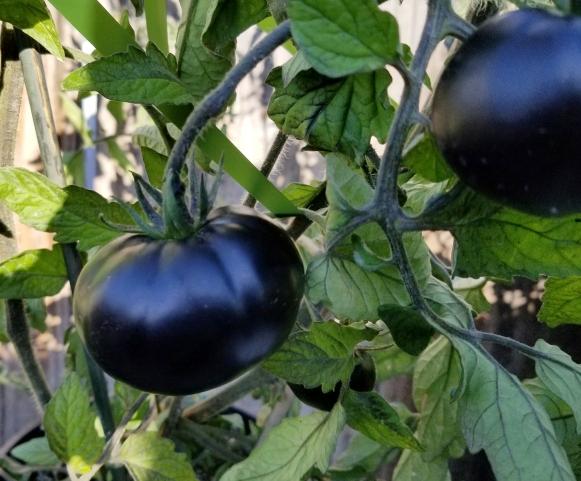 F1 Hybrid Black Beauty Tomato Seeds Lazada Ph