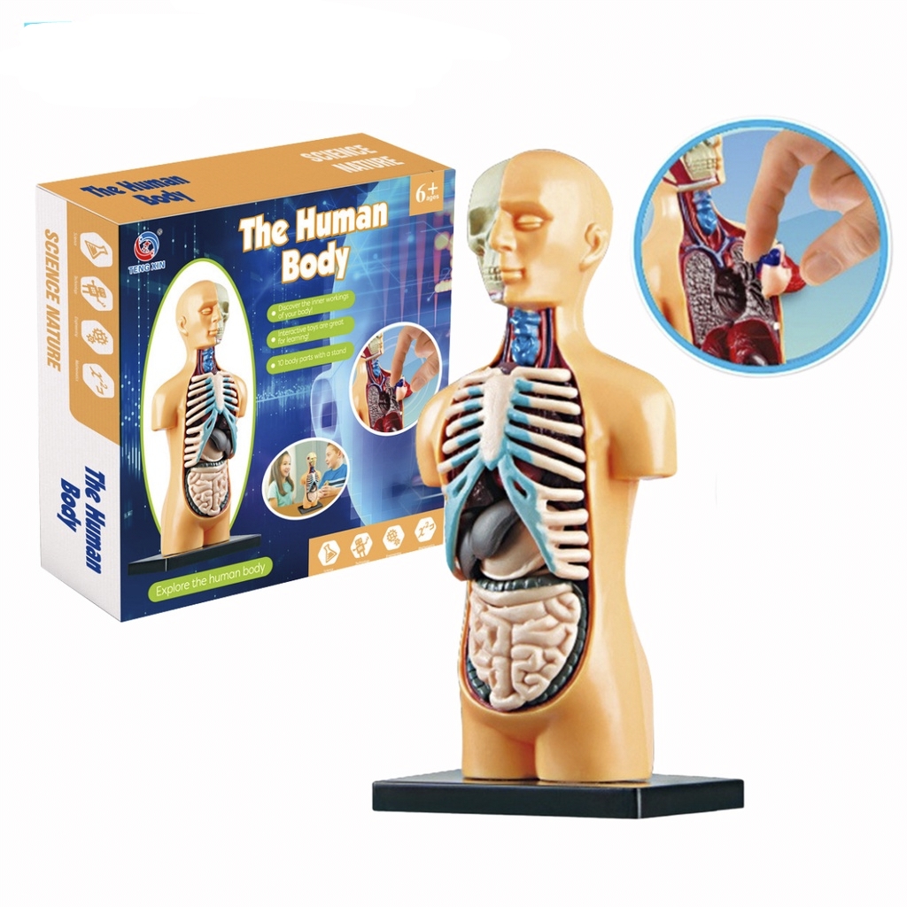 Human Body Organ Toy Assembling Kit Educational Anatomy Model Science