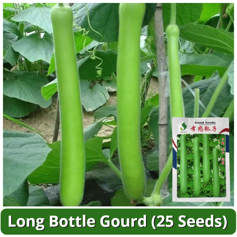 High Yield Upo Seeds Hybrid Long Bottle Gourd Seeds (25 Seed) Upo Seeds ...