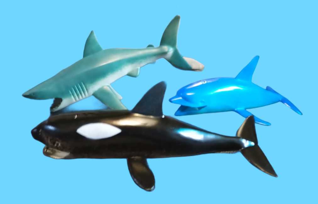 orca whales dolphins sharks