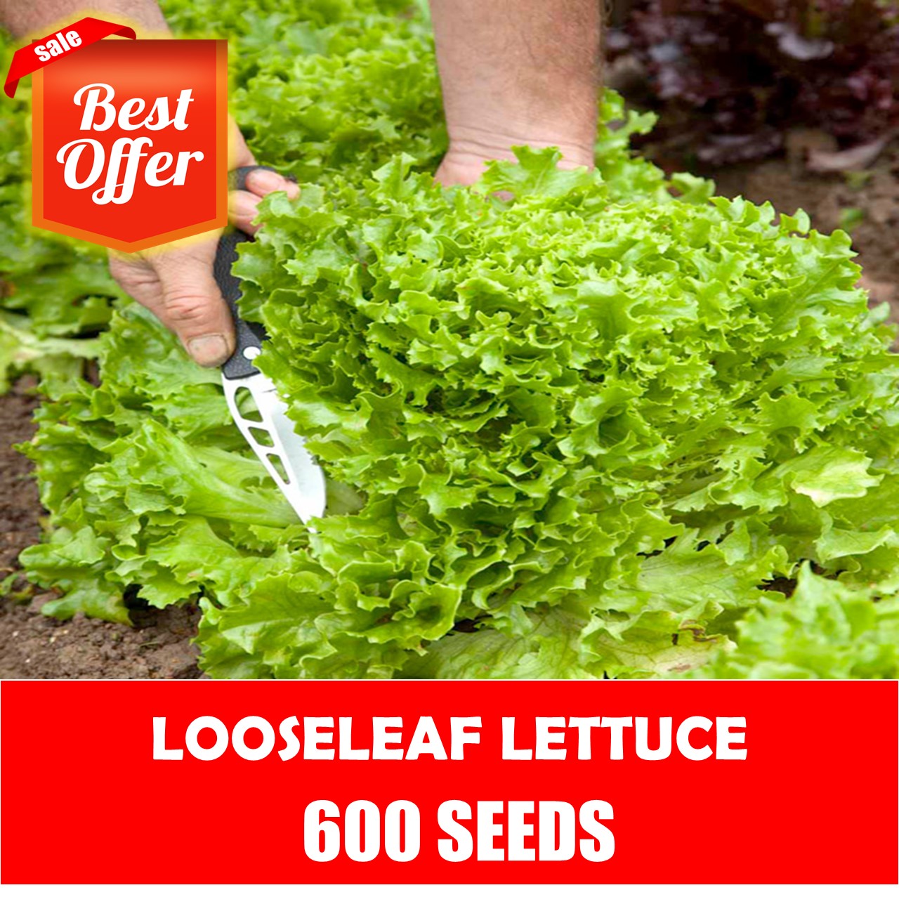 Looseleaf Lettuce Seeds Lettuce Seeds Lazada PH