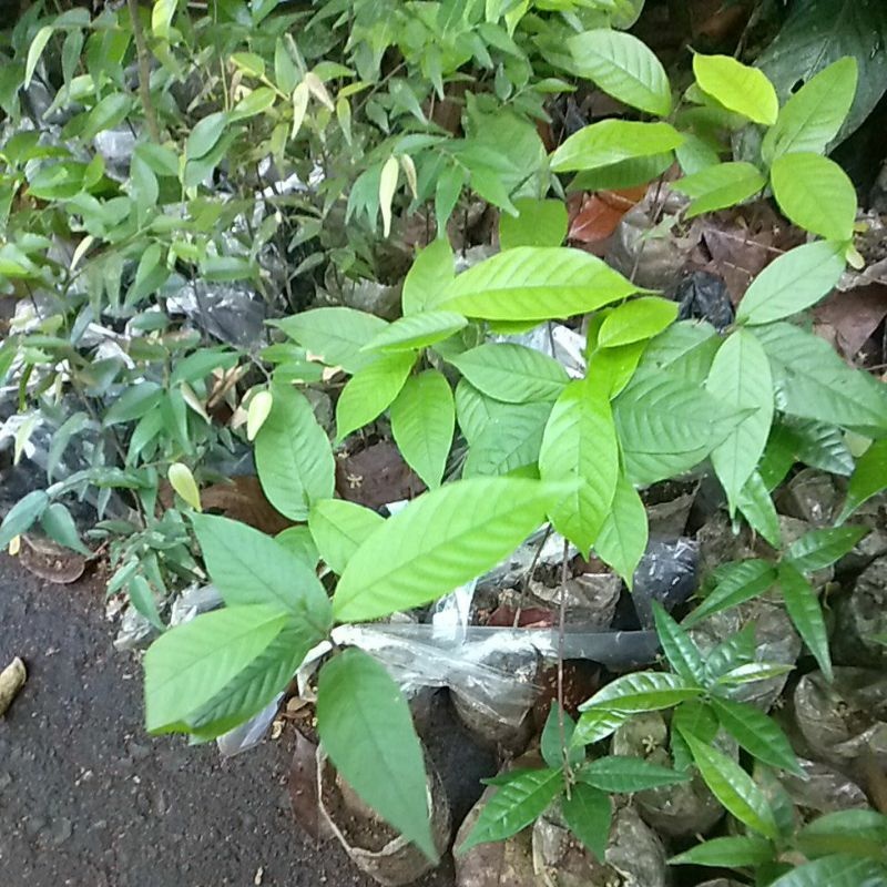 Lauan Tree And Other Trees In A Bag 