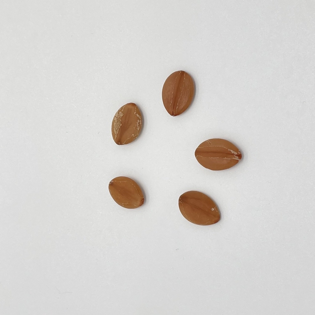 50 seeds Palawan Pink Cherry Blossom Tree Seeds, Tree Seeds004 Lazada PH