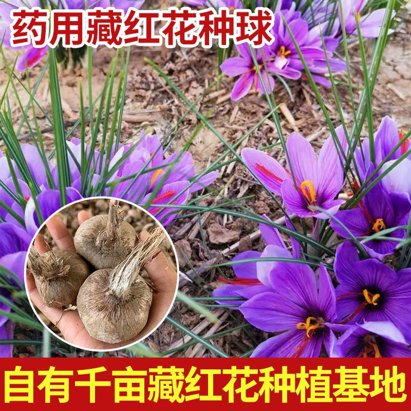 Hot selling plant seeds Saffron Seed Pellet Medicinal Saffron Seed