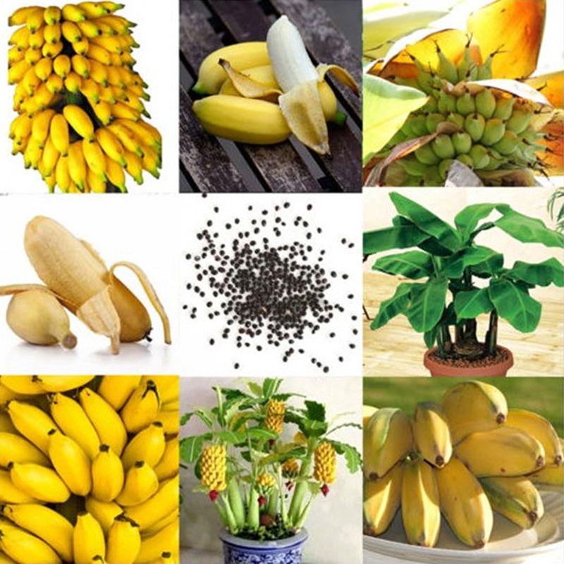 ประเทศไทยพร้อมสต็อก 50 เมล็ด ต้นกล้วยแคระ ต้นกล้วย กล้วยหอมกล้วยจิ๋ว ต้นไม้ที่ปลูกในห้องได้ Dwarf Banana Tree Seeds Mini Bonsai Plant Exotic Rare Fruits Garden Decor ต้