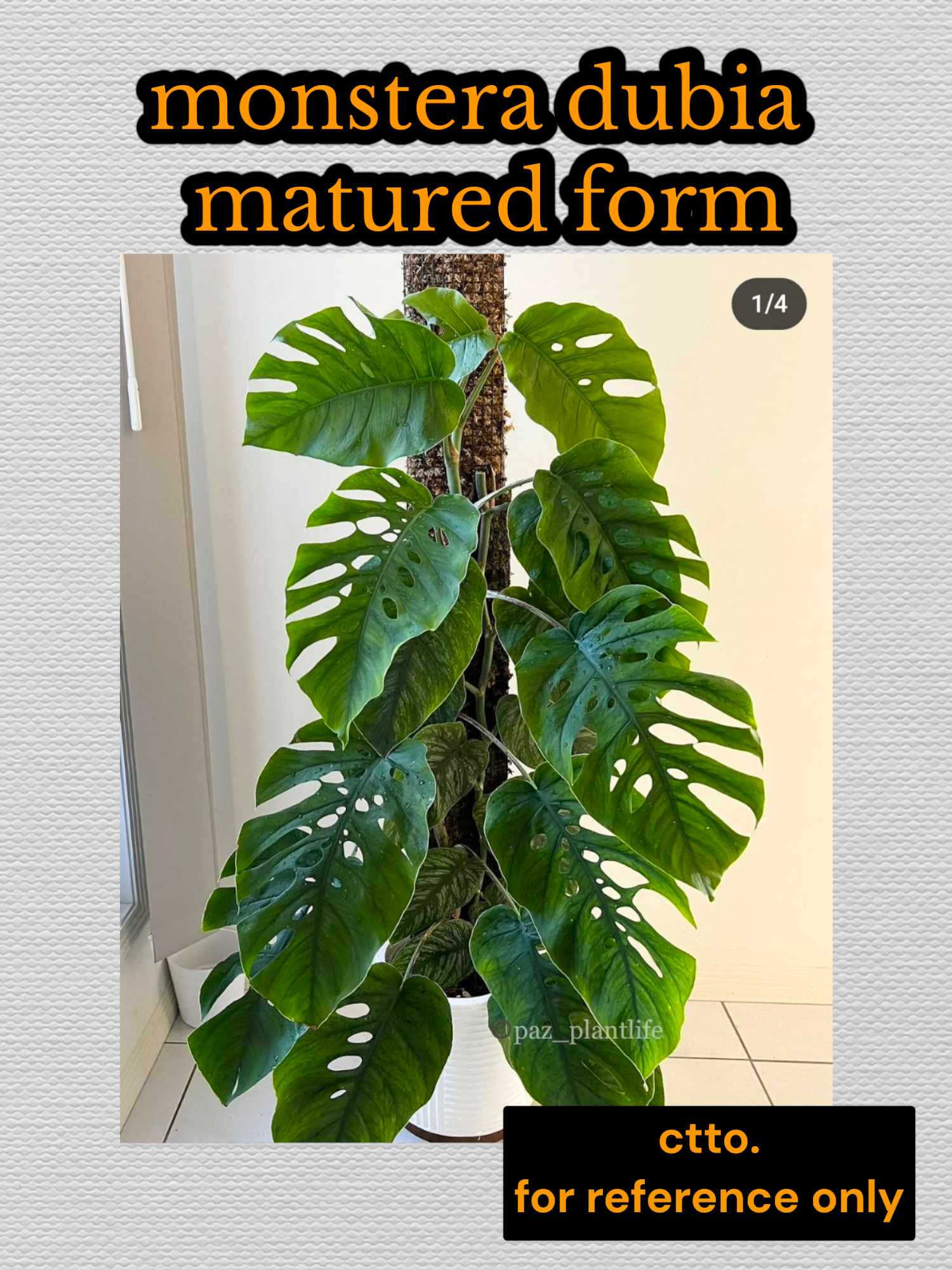 monstera obliqua monkey mask Monstera obliqua (Monkey-leaf) 6cm | For Sale