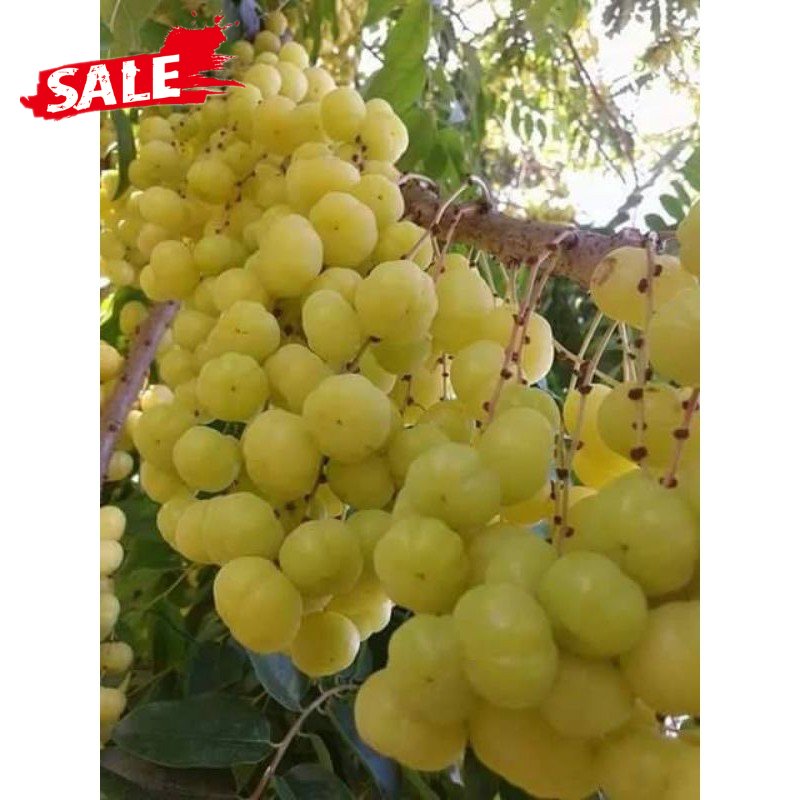 Karamay / Kalamay / gooseberry seeds exotic fruit [It's a seed! not a