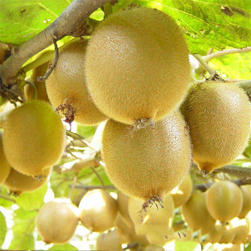 Árvore de fruto do kiwi nas filipinas