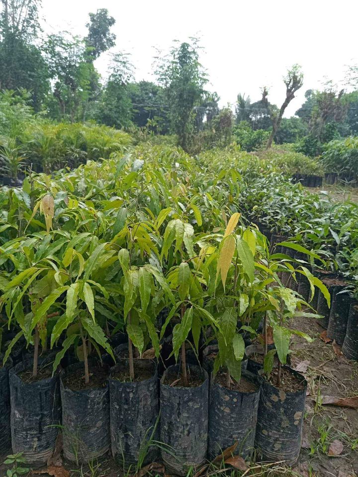 Indian Tree Seedlings Lazada Ph