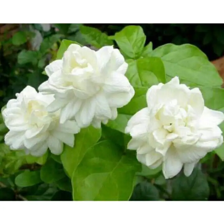 Sampaguita Flower Language Best Flower Site