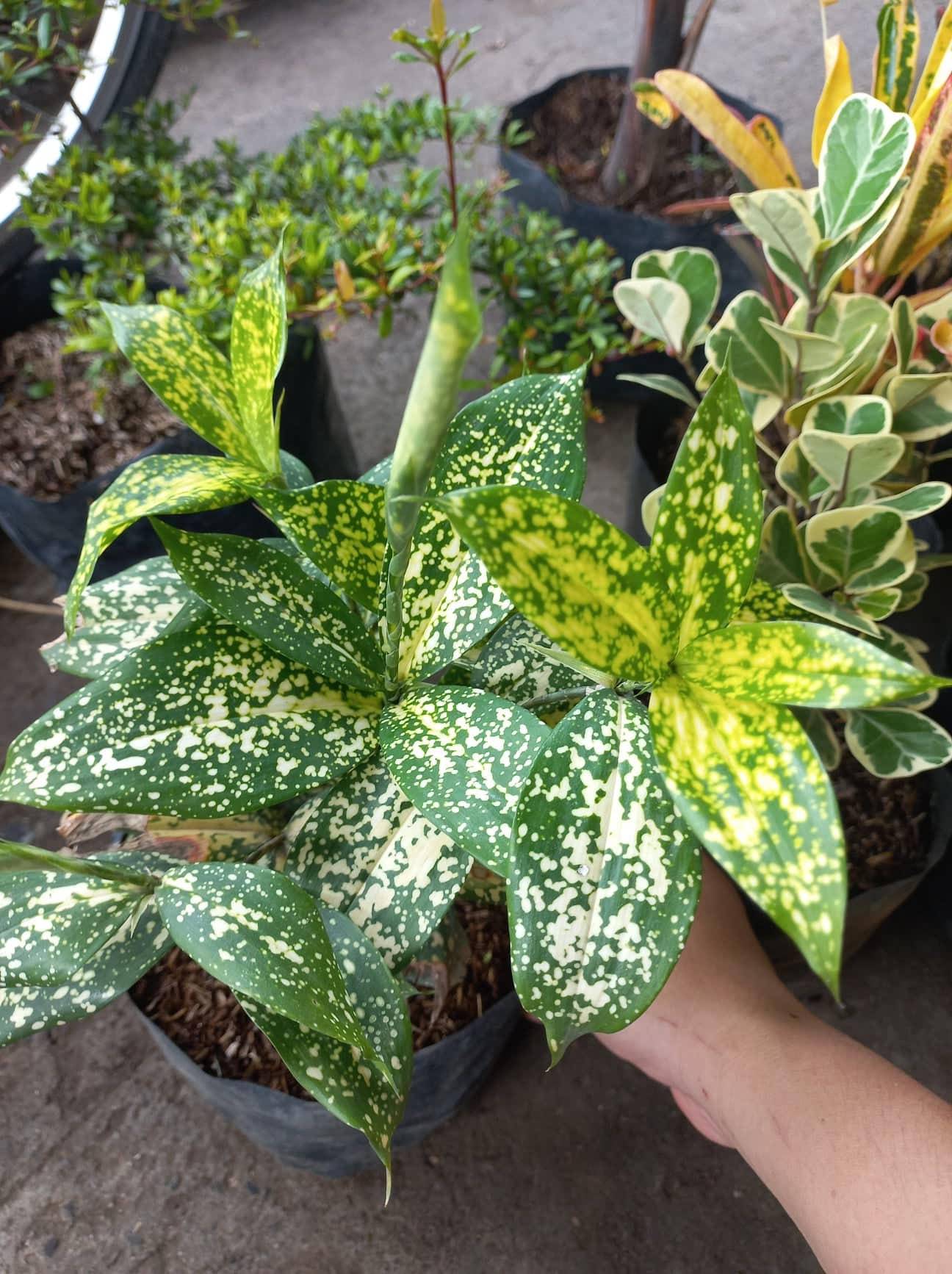 DRACAENA GOLD DUST LIVE PLANT OUTDOOR PLANT LIVE PLANT LIVE PLANT LIVE