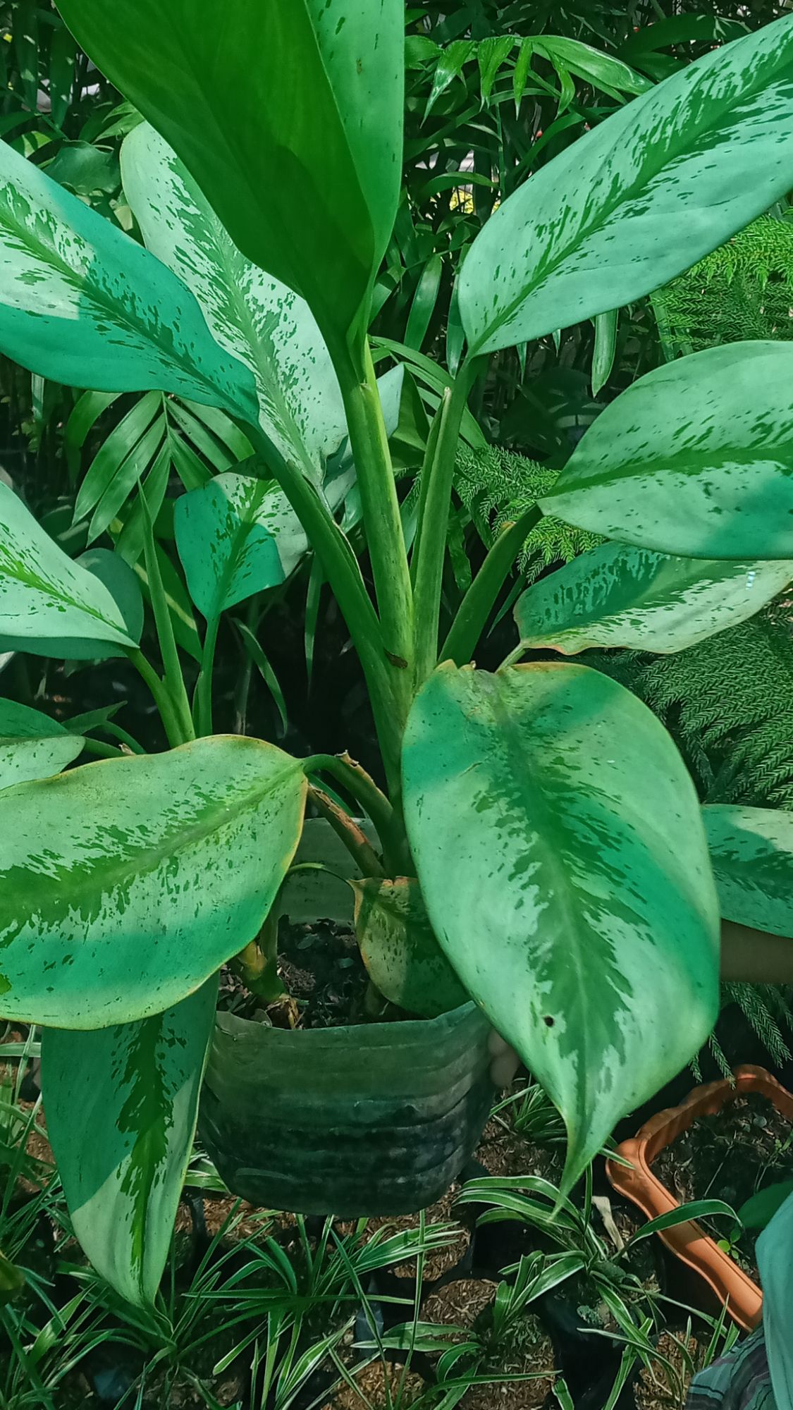 Dumb Cane Tropical Tiki Silver Wedding Plant 2ft High Lazada Ph