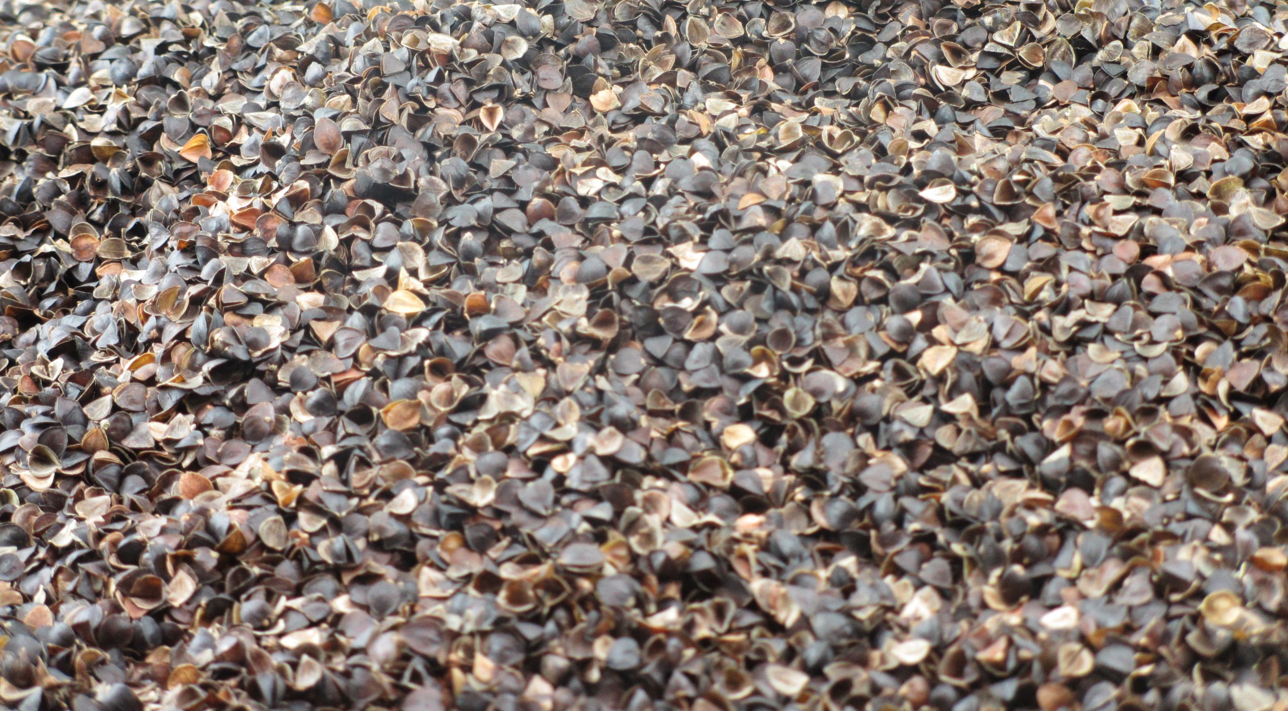 Waterglider International Organic Buckwheat Pillow and Zafu Cushion