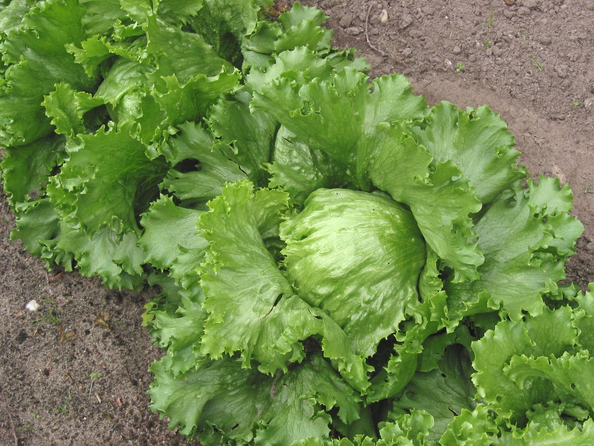 2000seeds Loose Leaf LETTUCE Seeds lettuce seeds Vegetable seeds