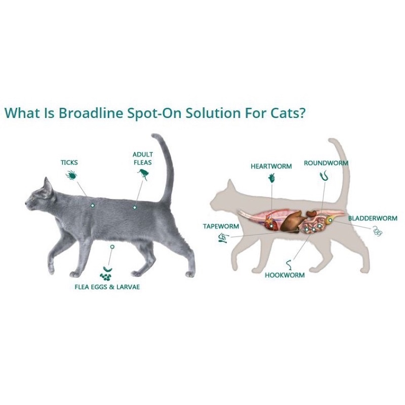 gephca07th98 Broadline Flea Tick and Worm Treatment Spoton for Cats