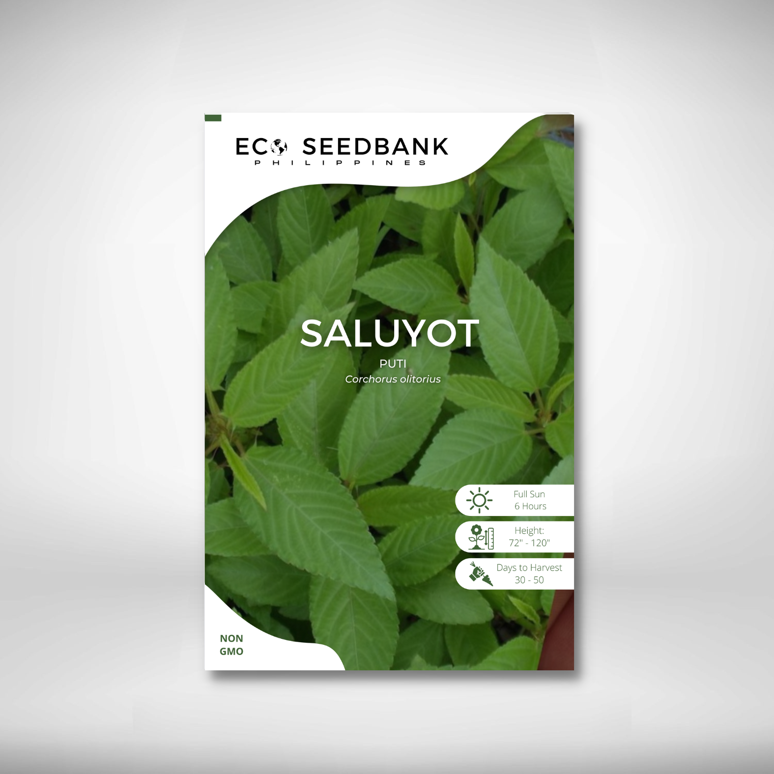 Saluyot Vegetable Seeds Eco Seedbank Philippines Lazada PH