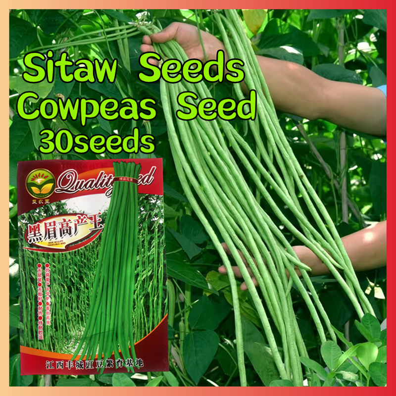 [Good Seed] พร้อมเสิร์ฟ เมล็ดพันธุ์ Easy Grow Sitaw Seeds Long Beans ...