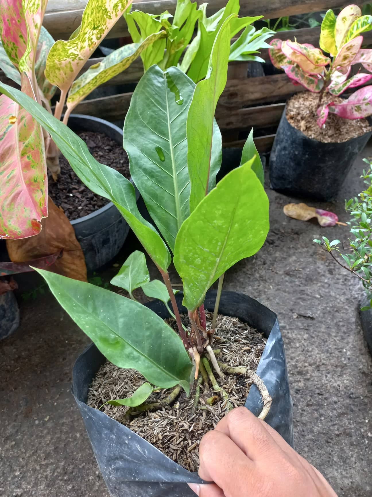 ANTHURIUM RAIN FOREST OUTDOOR PLANT REAL OR LIVE PLANT LIVE PLANT LIVE