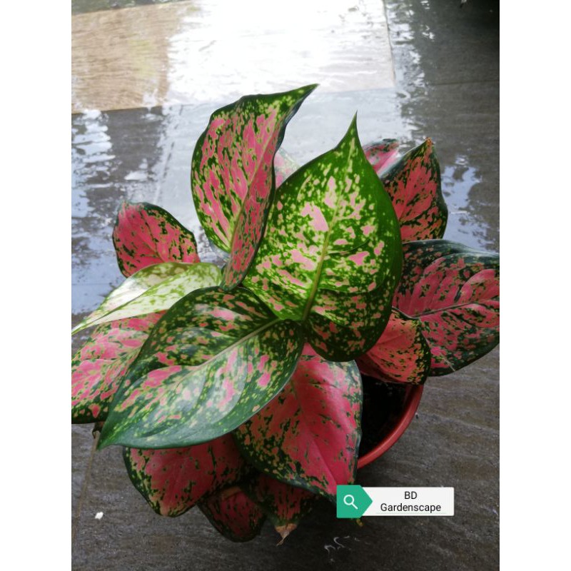seeds Aglaonema, Etta Rose, red pinkish foliage, (live plant)
