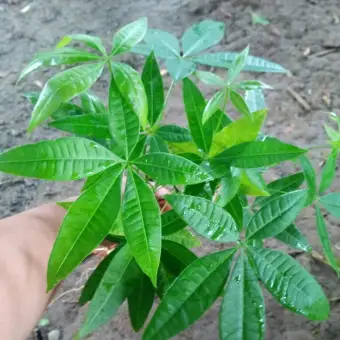 money tree plant online