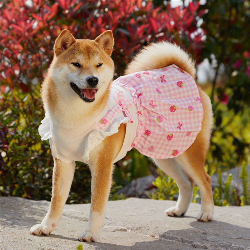 clothes for shiba inu