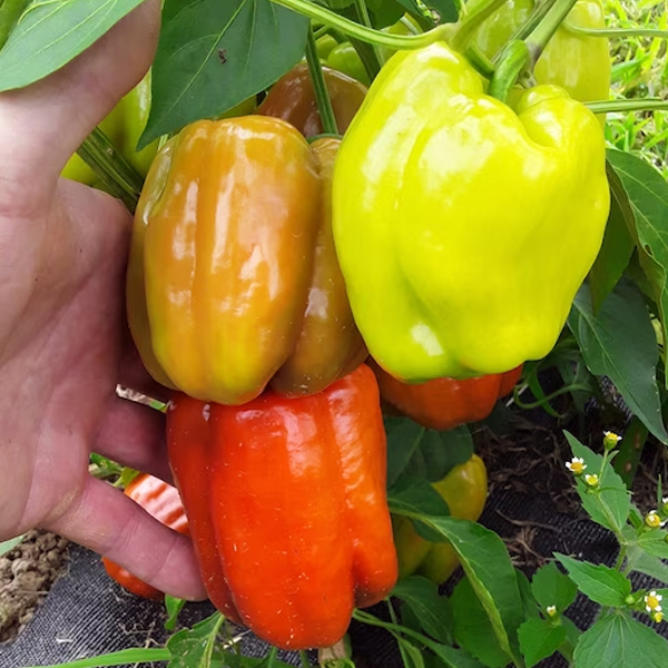 Emerald Giant Mix Bellpepper Seeds Rare Bellpepper Seeds Heirloom