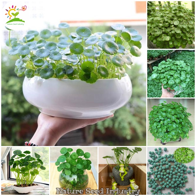 Copper Grass Pilea Seeds Gardening Flower Seeds Water Plants Air