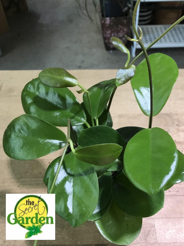 Hoya Australis and FREE plastic pot, pebbles and garden soil (Live Plant, Indoor Plant and