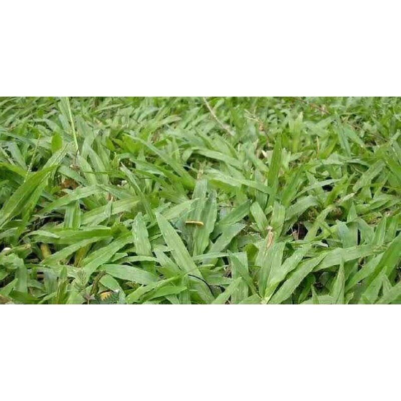 carabao grass seeds. Lazada PH