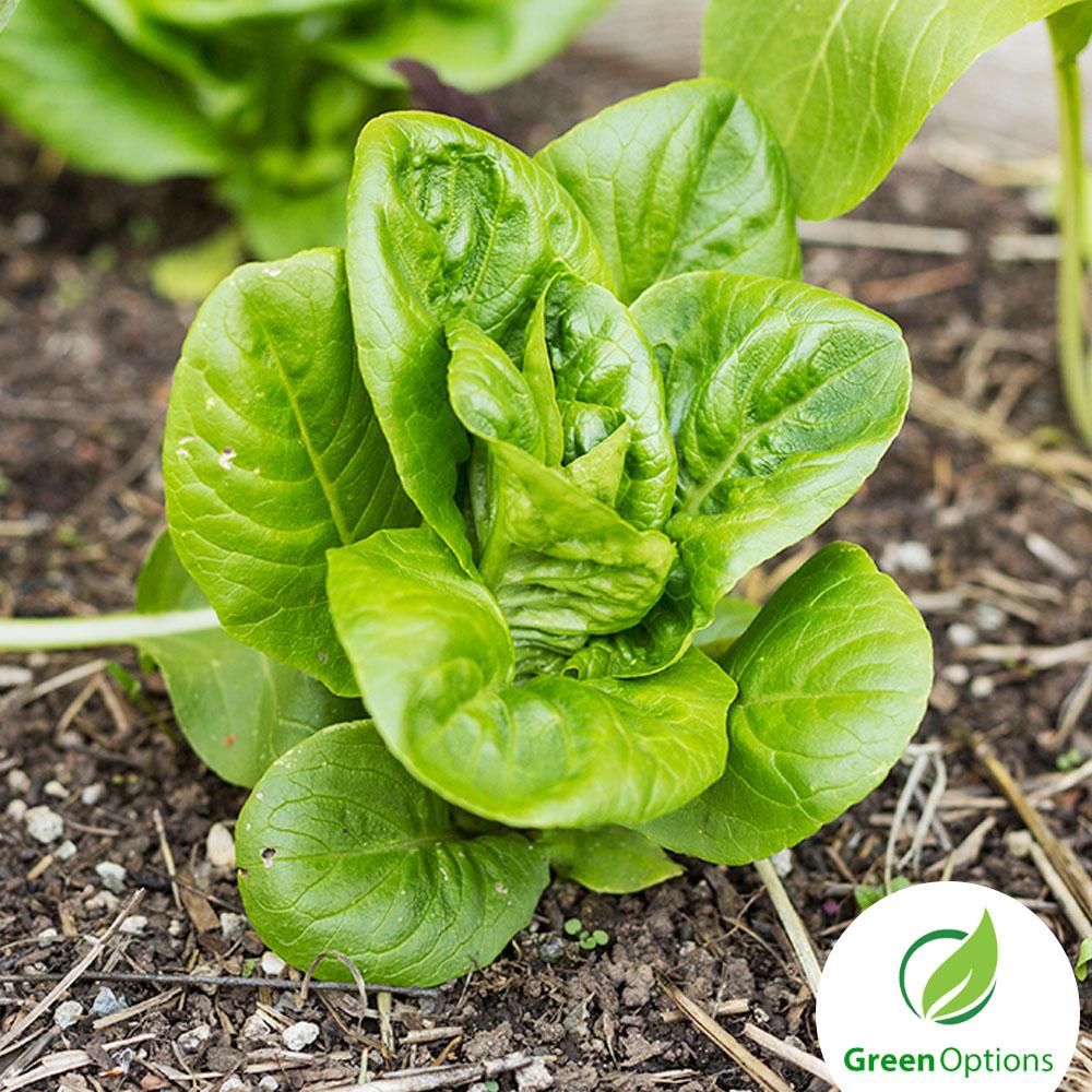 Lettuce Green Leafy Eton Seeds review and price