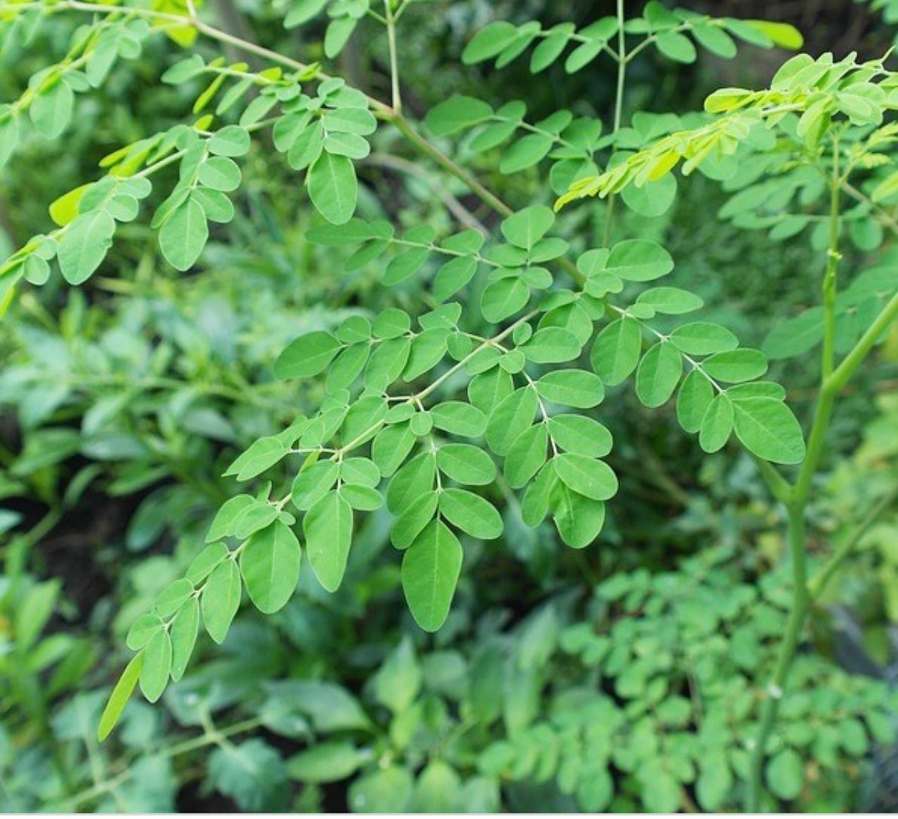 Malunggay Plant Seeds Tropical Moringa Dwarf Single Variety,Healthy