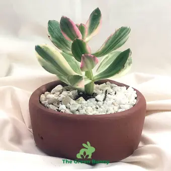 Sunburst Kalanchoe Buy Sell Online Plant Seeds And Bulbs With Cheap Price Lazada Ph
