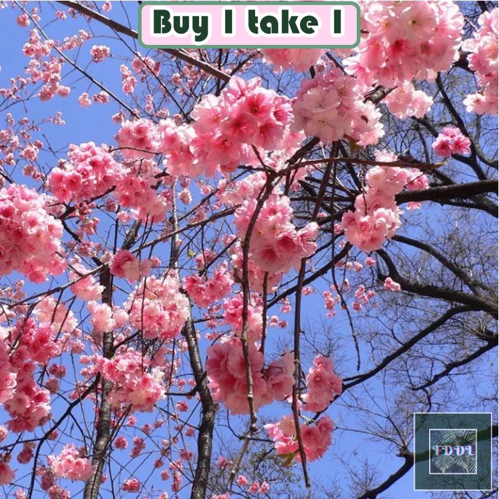 [Buy 1 Take 1]5PCS Japanese Sakura Seeds Flower Seeds for Gardening