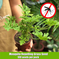 100% Original Mosquito Repelling Grass Seed (100 Pcs Seeds for Planting) Citronella Mosquito Killer Repellant Garden Pot Plant Bonsai Tree Live Mozzie Buster Green Plants Indoor Plants Seed Flower Seeds Mosquito Repelling Plant Home Garden Decoration