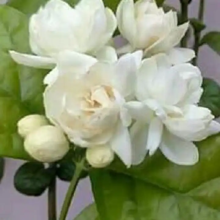 Sampaguita Flower Language Best Flower Site
