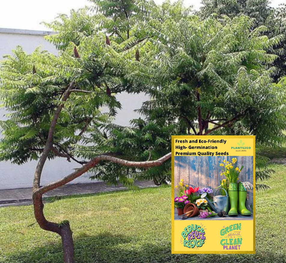 PremiumQuality " Common Sumac Tree Seeds K100 " 1 Gram Approximately