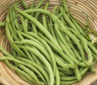 Baguio Green Beans Seeds For Planting 6 Seeds Veggies Lazada Ph
